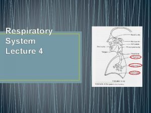 Respiratory System Lecture 4 Outline Breathing Basics Bigger