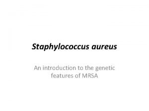 Staphylococcus aureus bacteria structure