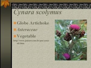Cynara scolymus n Globe Artichoke n Asteraceae n
