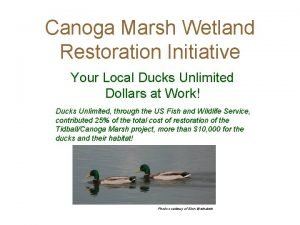 Canoga Marsh Wetland Restoration Initiative Your Local Ducks