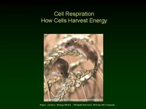 Cell Respiration How Cells Harvest Energy Copyright Mc