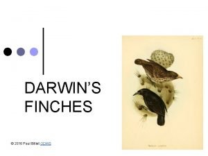 DARWINS FINCHES 2016 Paul Billiet ODWS Adaptive radiation