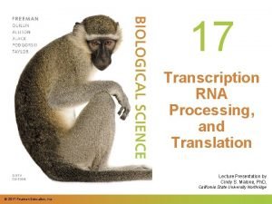 17 Transcription RNA Processing and Translation Lecture Presentation
