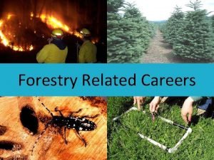 Careers related to forestry Careers related to forestry