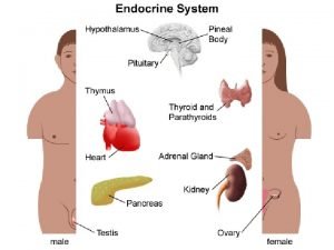 Endocrine System Overview target cell hormone bloodstream receptor