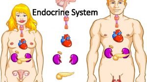 Endocrine System Chemical Messengers Steroids Fatty acids Proteins