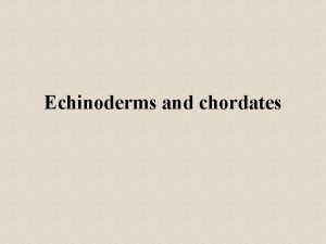 Echinoderms and chordates