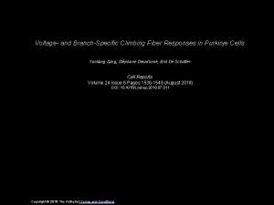 Voltage and BranchSpecific Climbing Fiber Responses in Purkinje