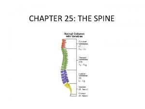 Thorcic spine