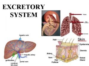 Process of excretion