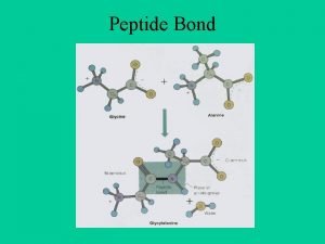 Peptide Bond Dihedral Angles Ramachandran Plot Protein Data