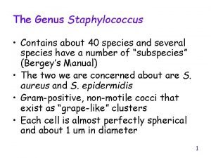 The Genus Staphylococcus Contains about 40 species and