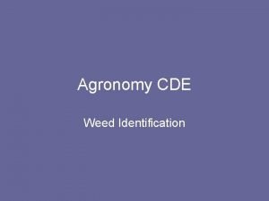 Agronomy CDE Weed Identification Choose the correct answer