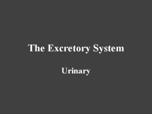 Anatomical structure of urinary system