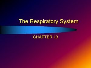 Chapter 13 the respiratory system