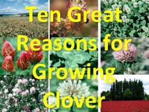 Ten Great Reasons for Growing Clover 1 Biological