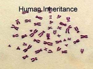 Human Inheritance Review What is Heredity Heredity is