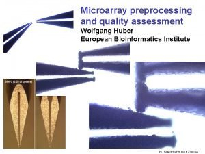 Microarray preprocessing and quality assessment Wolfgang Huber European
