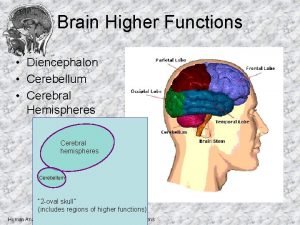 Brain Higher Functions Diencephalon Cerebellum Cerebral Hemispheres Cerebral