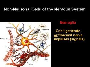 Non neuronal cells