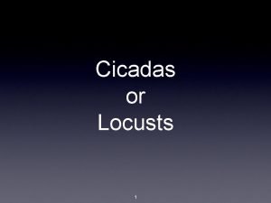 Cicadas or Locusts 1 Most 17 year cicadas