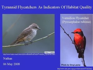 Vermilion flycatcher habitat