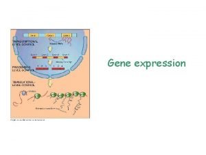 Gene expression Gene expression The information encoded in
