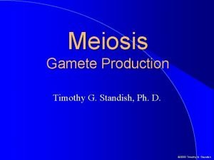 Meiosis Gamete Production Timothy G Standish Ph D