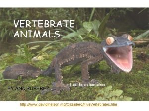 VERTEBRATE ANIMALS BY ANA RUPEREZ Leaf tale chameleon