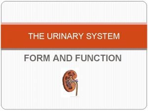 THE URINARY SYSTEM FORM AND FUNCTION COMPONENTS 2