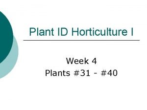 Plant ID Horticulture I Week 4 Plants 31