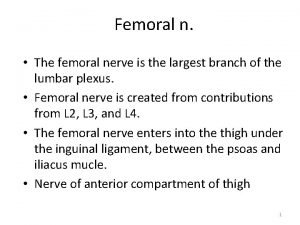 Femoral n The femoral nerve is the largest