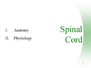 I Anatomy II Physiology Spinal Cord 1 The