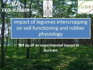 JEAI ECORUBBER Impact of legumes intercropping on soil