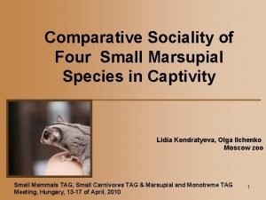 Comparative Sociality of Four Small Marsupial Species in