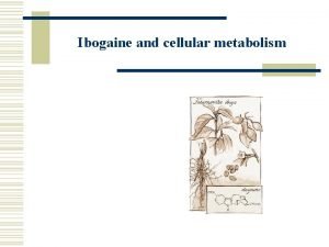 Ibogaine and cellular metabolism Traditional use of Iboga