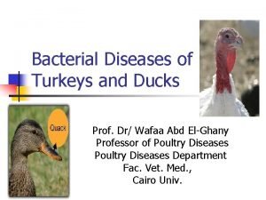 Bacterial Diseases of Turkeys and Ducks Prof Dr