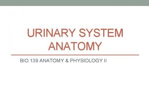 URINARY SYSTEM ANATOMY BIO 139 ANATOMY PHYSIOLOGY II