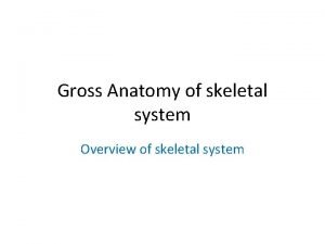 Gross anatomy of skeletal system