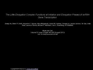 The Little Elongation Complex Functions at Initiation and