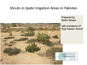 Shrubs in Spate Irrigation Areas in Pakistan Prepared