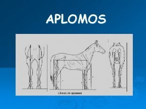 Aplomos definición