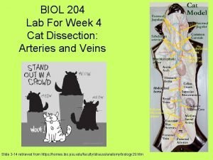 Cat dissection veins and arteries