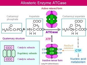 Allosteric Enzyme ATCase Active relaxed form Catalytic subunits