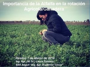 Importancia de la Alfalfa en la rotacin AgrcolaGanadera