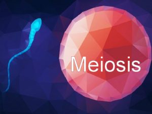 Meiosis Homologous Chromosomes Homologous chromosomes contain the same