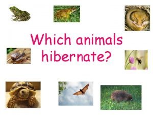 Which animals hibernate Hedgehogs hibernate when the weather
