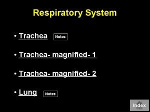 Respiratory System Trachea Notes Trachea magnified 1 Trachea