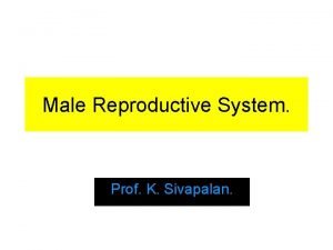 Male Reproductive System Prof K Sivapalan Structure 2014