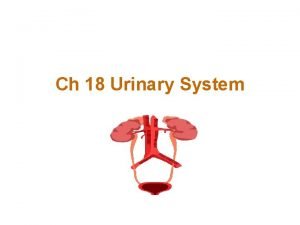 Ch 18 Urinary System Urinary System Organs 1